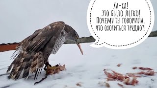 Cranberry Hawk: the first prey! And the second prey! Surviving in this wilderness is easy!