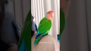 Greenie's 'Shut Up' Call To Singing Skyler: Comedy in the #cockatielscraze!