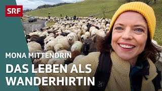 Auf Wanderung mit 650 Schafen – Eine Schäferin zwischen Idylle und Stress | Mona mittendrin | SRF