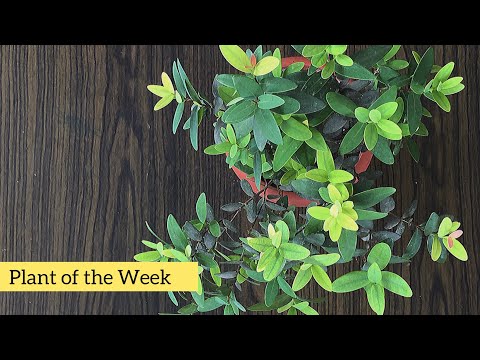 Video: Dwarf Myrtle Trees - Pangangalaga sa Dwarf Myrtle