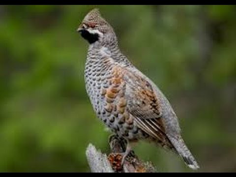 рябчик птица фото