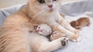 The kitten, Organ, kept meowing for mother cat. Being a mother is not easy