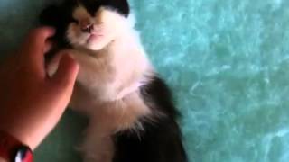 El gato durmiente by Rodrigo Barrera 367 views 11 years ago 1 minute, 1 second