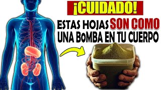 Estas Hojas PRODUCEN INSULINA como Cosa de Locos, Limpia Tus riñones y Tus Arterias.