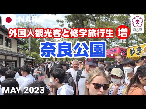 【奈良】5月後半 外国人観光客増加で混雑の奈良公園を歩く2023 修学旅行生も増 Nara Park Walking Tour, Nara, Japan
