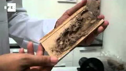 ¿Qué aspecto tiene cuando las termitas devoran la madera?
