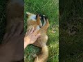 Watch me pet a  wild fox  shorts