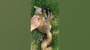 Watch Me PET A Wild FOX Shorts 
