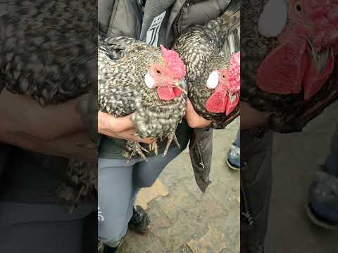 سوق هرج الناصريه واسعار الدجاج والحمام والبط فيديو شامل دجاج عرب حمام احمر هراتي وز تي في وناسه