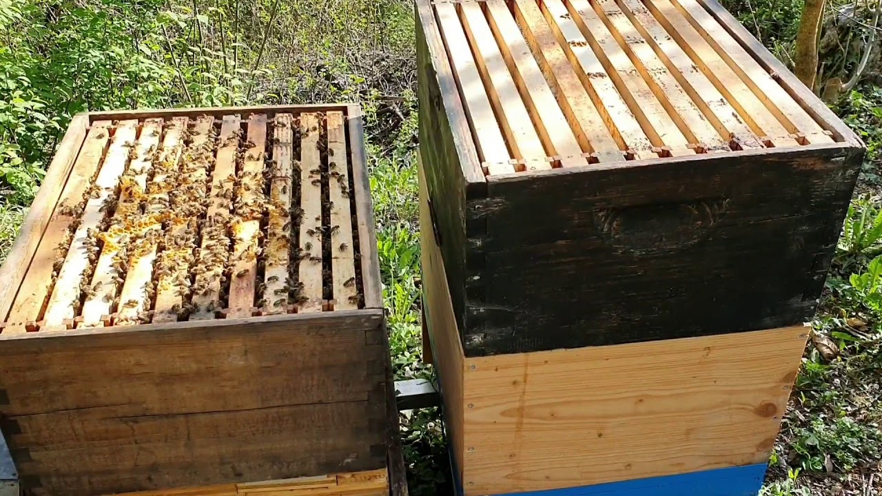 KAKO SAČUVATI RADNO RASPOLOŽENJE I IZBJEĆI ROJEVI NAGON.