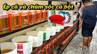 Chia Sẽ Kinh Nghiệm Ép Cá Và Chăm Sóc Cá Betta Bột Mới Nhất 2022 Thanh Hải Betta