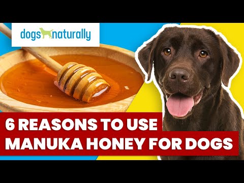Photo inspiration: Fresh Look at Can Yoy Give Dogs Honey