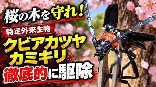 クビアカツヤカミキリを徹底的に駆除｜桜の木を守る活動【特定外来生物】