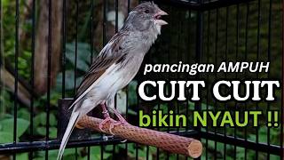 Download Lagu AMPUH! Suara Terapi Kenari Macet Bunyi - Cukup 15 Menit Langsung Nyaut \u0026 Ngeroll Panjang MP3