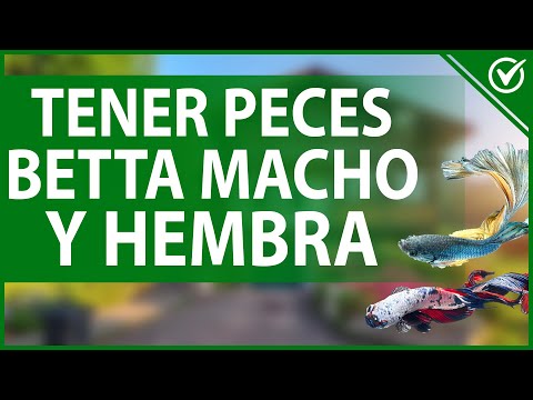 🐠 ¿Se Puede
