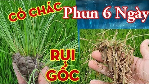 Diệt cỏ Chác Lác lúa lớn _ Nghĩa Nông Dân