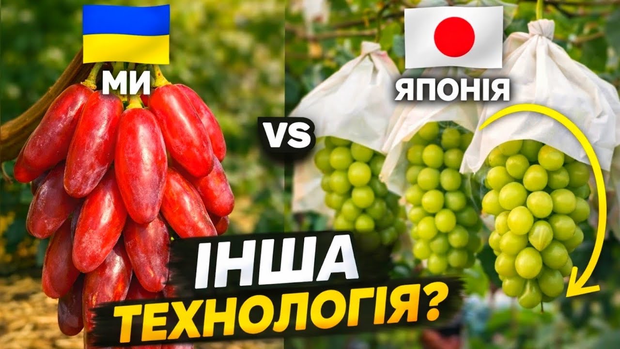 Як вирощують виноград у Японії — чому вони роблять саме так?