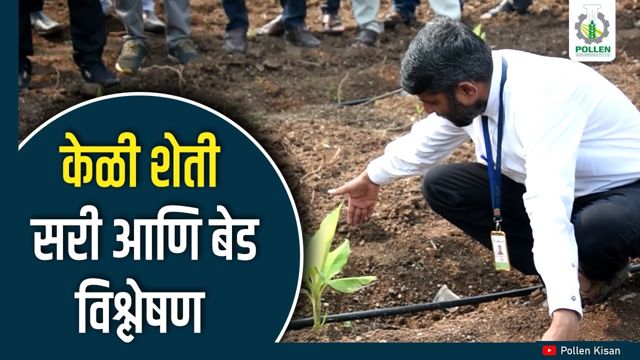 केळी शेती । शिवारफेरी बारामती, पुणे । Pollen Kisan