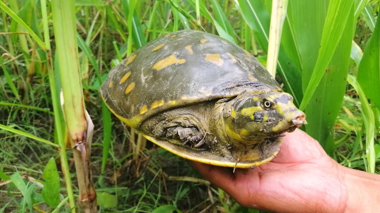 Tortoise Catching | Amazing Boy Searching Tortoise in Agriculture Land - SP Fishing World