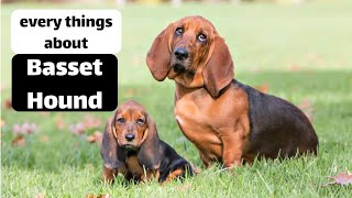 Things Only Basset Hound Dog Owners Understand