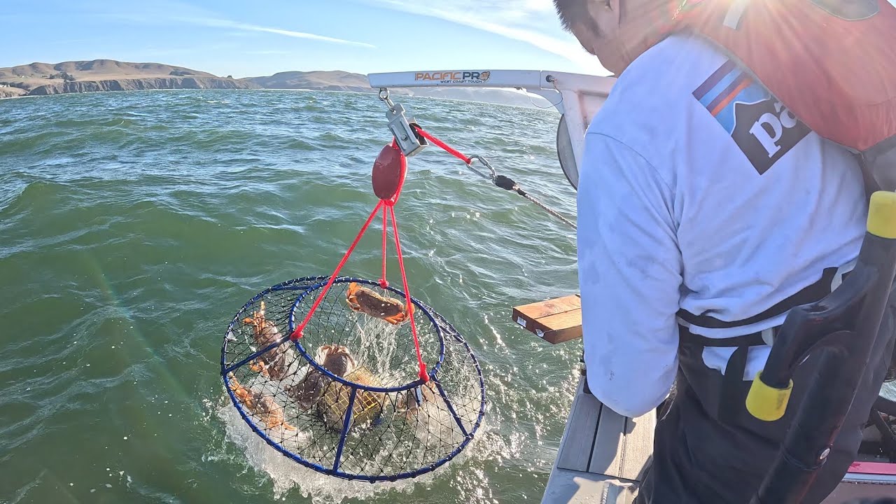 Dungeness Crab Limits | Bodega Bay
