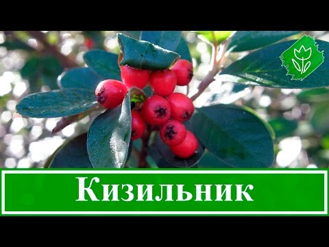 🌳 Кустарник кизильник – посадка и уход: размножение кизильника, виды и сорта кизильника