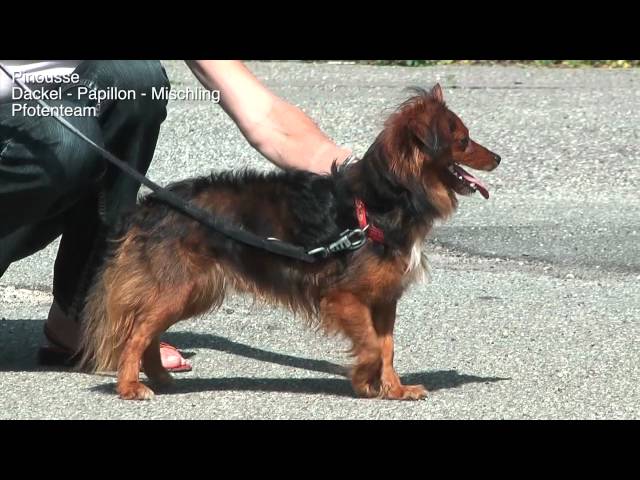 Traumhafter Papillon im Tierheim: Finde deinen neuen Freund! 3 sddefault