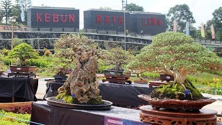 Penjurian Tahap Akhir Kontes Bonsai Nasional Di Kebun Raya Liwa Lampung Barat 2019