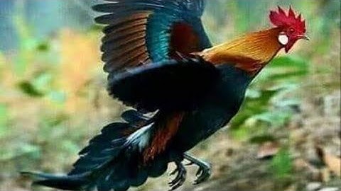 Suab qaib qus qua zoo 100% dib tuaj zoo heev 2021