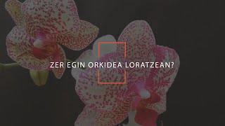 Zer egin orkideoa loratzean?