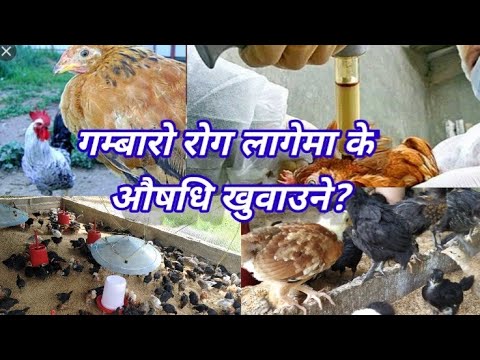 कुखुरा लाई गम्बारो रोग लागेमा  कुन औषधि दिने  सम्पूर्ण जानकारी /Madi turkey farm/Tara Prasad pandey