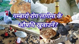 कुखुरा लाई गम्बारो रोग लागेमा  कुन औषधि दिने  सम्पूर्ण जानकारी /Madi turkey farm/Tara Prasad pandey