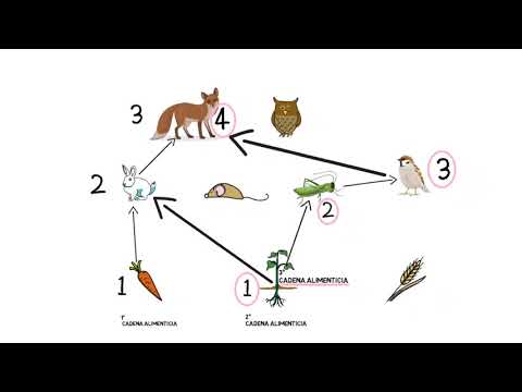 Video: ¿Qué explica la cadena alimentaria y la red alimentaria con un ejemplo?