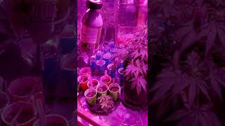 TrueNorth Genetics Short stuff seeds update and newbies