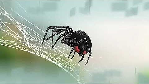 سورة العنكبوت | القارئ إدريس أبكر | تلاوة خاشعة