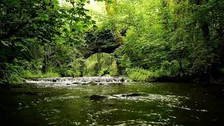 8 HOURS OF FOREST SOUNDS, GENTLE STREAM SOUNDS, BIRDS CHIRPING, RELAXING NATURE SOUNDS