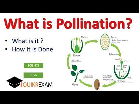 What is Pollination ? Hindi || Science || Quikr Exam