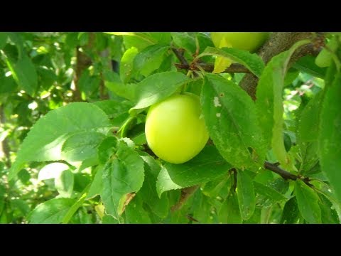 Wideo: Co to jest mirabelka śliwkowa - uprawa mirabelek w ogrodzie