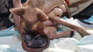 Kittens Birth 💕 Sphynx Cat Mom Take Care of Her Newborn Kittens by Liukaa Balk`s 8,460 views 3 months ago 3 minutes, 1 second
