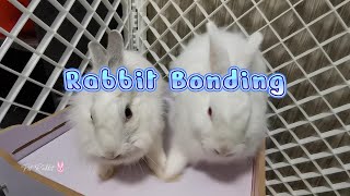 Rabbit Bonding  How To Bond Two Rabbits, Stop Bonding Rabbits From Fighting