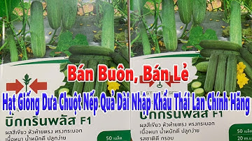 bán buôn bán lẻ hạt giống dưa chuột nếp quả nhò hàng hai mũi tên đỏ thái lan nhập khẩu chính gốc