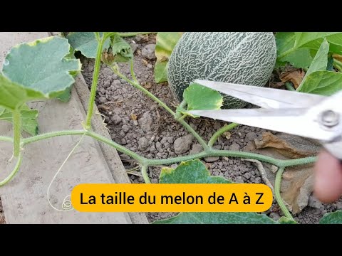 Vidéo: Cultiver des melons Galia - En savoir plus sur le soin des plantes de melon Galia