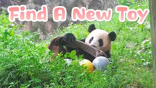 Panda Finds A New Toy That Growing On The Ground | iPanda