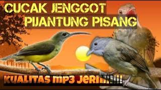 DUET MAUT !! TEMBAKAN KASAR CUCAK JENGGOT DAN PIJANTUNG PISANG durasi 1 jam nonstop