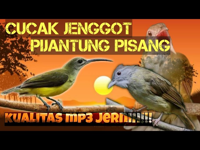 DUET MAUT !! TEMBAKAN KASAR CUCAK JENGGOT DAN PIJANTUNG PISANG durasi 1 jam nonstop class=