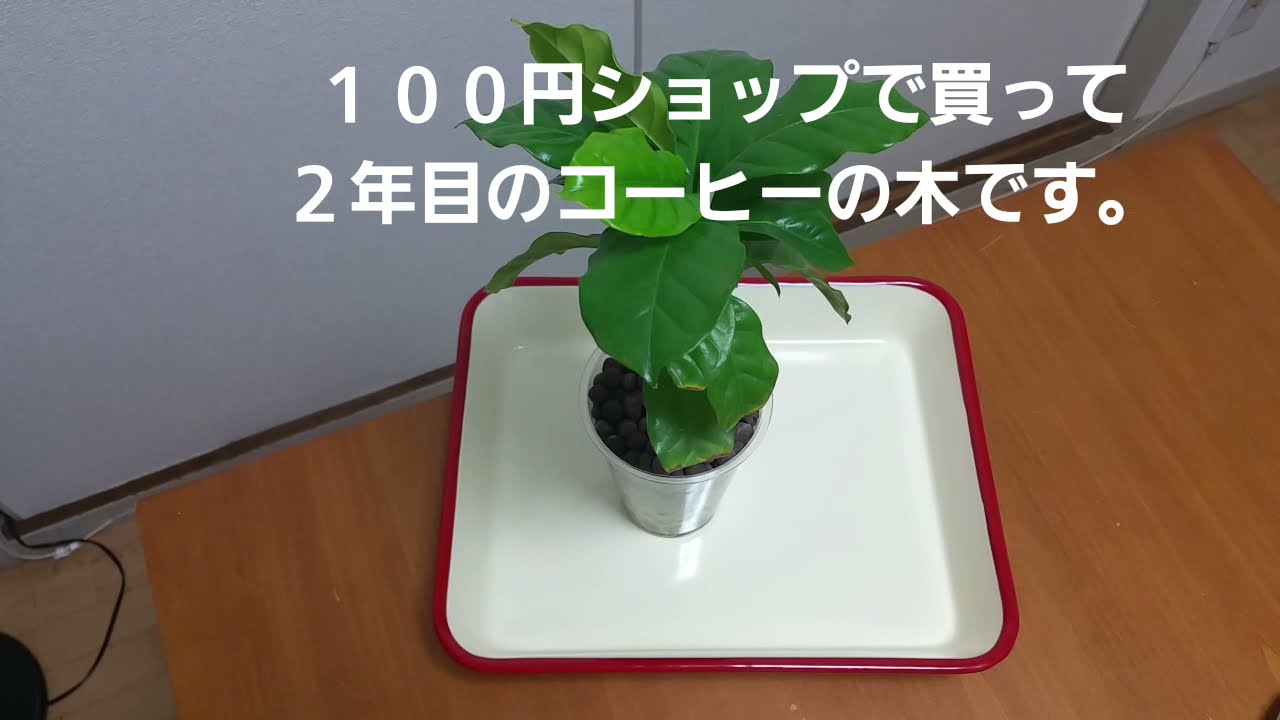コーヒーの木の栽培 Vol 2 ハイドロカルチャー 植え替え Youtube