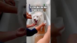 Ever seen a WET Samoyed?! #dog #pets #samoyed #cute #funny #doglover #short