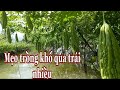 Mẹo trồng khổ qua,mướp đắng /nhiều trái /Tâm Thành TV