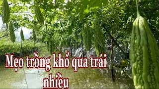 Top 10 Cách Làm Khổ Qua Trái Đặc Sắc Nhất Năm 2022