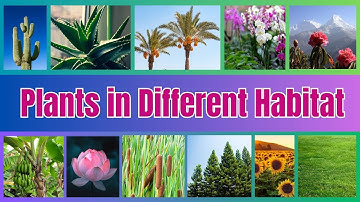 Plants in Different Habitats | Primary Science Lesson For Kids |Fun Learning for Kids | Science